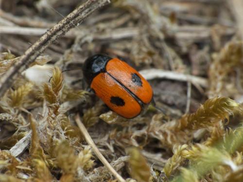 Réf. 275 875 : Cryptocephalus bipunctatus